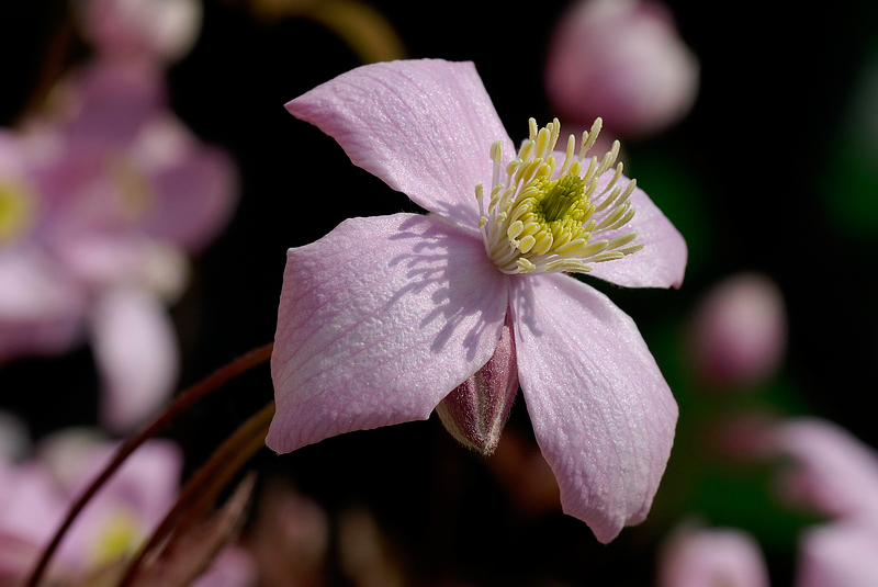 Blume_DDD8108_Bildgröße ändern.jpg - Clematis